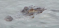Alligator ©2002