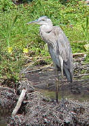 Great Blue Heron ©2002